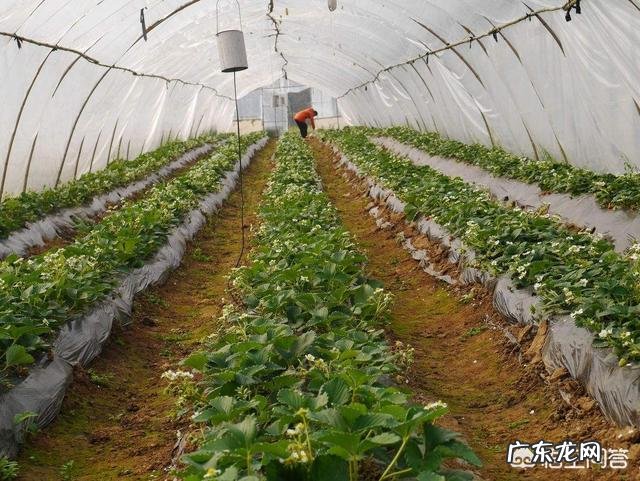 现在种什么水果能赚钱,卖水果能挣钱吗?