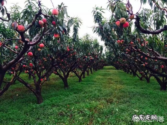 现在种什么水果能赚钱,卖水果能挣钱吗?