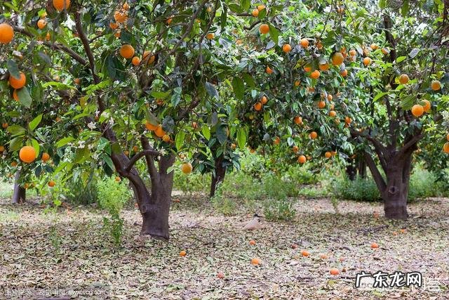 现在种什么水果能赚钱,卖水果能挣钱吗?