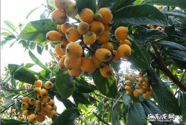 现在种什么水果能赚钱,卖水果能挣钱吗?