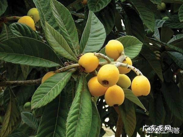 现在种什么水果能赚钱,卖水果能挣钱吗?