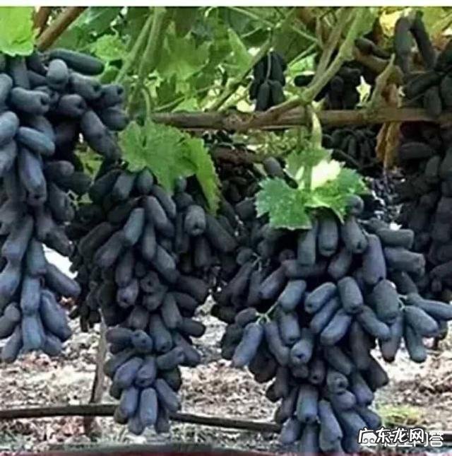 现在种什么水果能赚钱,卖水果能挣钱吗?