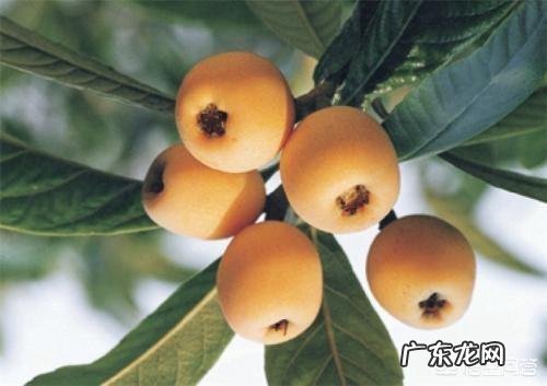 现在种什么水果能赚钱,卖水果能挣钱吗?