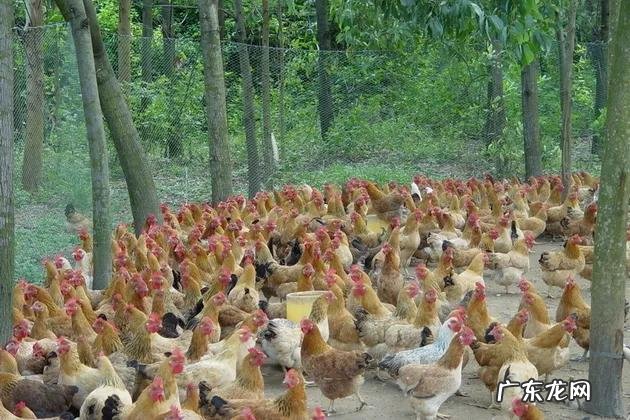 如果回农村发展，做什么最挣钱？