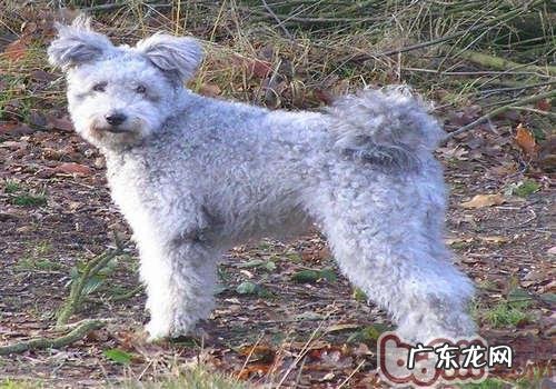波密犬介绍
