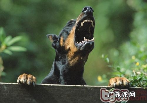 怎样降低小狗对宠物诊所的害怕