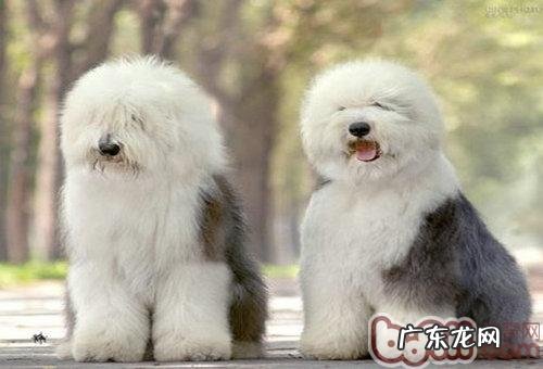 一份让小狗更健康的菜谱