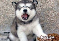 如何提高小狗胃口