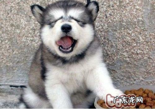 如何提高小狗胃口