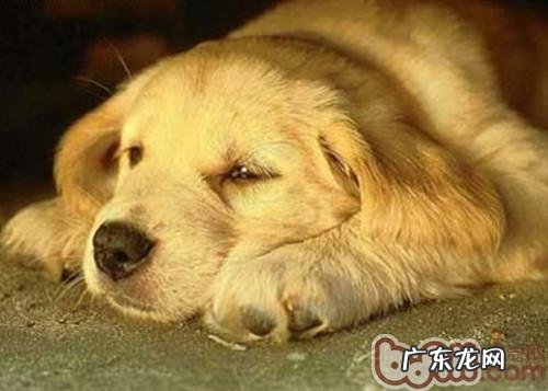 与第一次见面的小狗增进感情