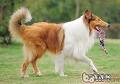 小狗登山的常见问题