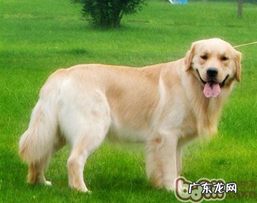 【检测】狗狗智商趣味测试