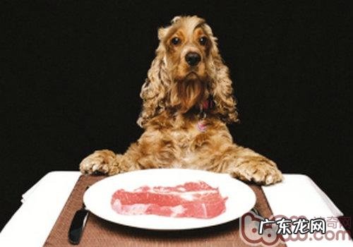 在不一样的时节给小狗选择最好的食材