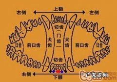 边境牧羊犬幼狗牙生长发育时刻表