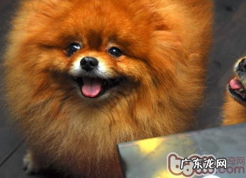 汇总一些好用的小狗商品