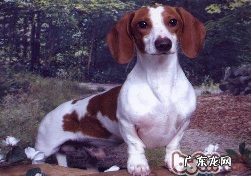 德国腊肠犬被称作德国国狗