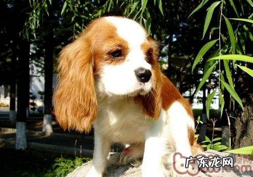 受皇家钟爱的查理王小猎犬