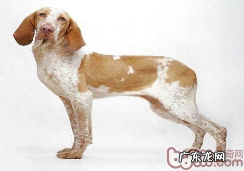 标示牧羊犬走的是“运动达人”路经