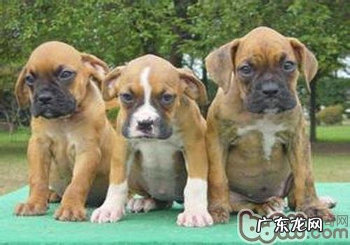 拳狮犬的饲养方法