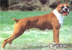 解开拳狮犬的面具