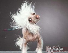 小狗摇头晃脑可能是耳朵发炎造成