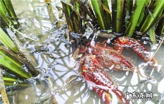 稻田可以养什么鱼 家里有块十几亩稻田想拿来养鱼,该养什么鱼比较赚钱?水田里面真的可以养鱼吗