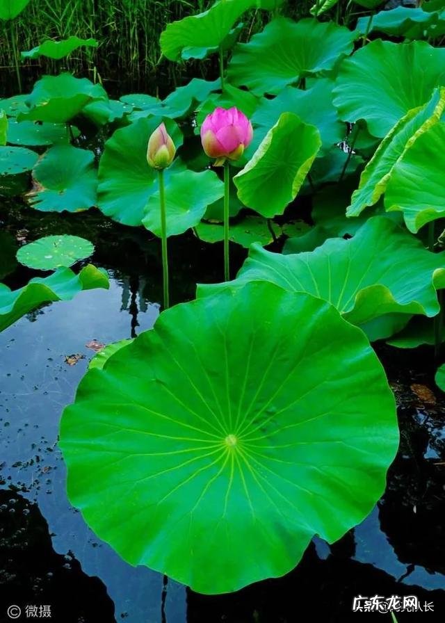 稻田可以养什么鱼 家里有块十几亩稻田想拿来养鱼,该养什么鱼比较赚钱?水田里面真的可以养鱼吗