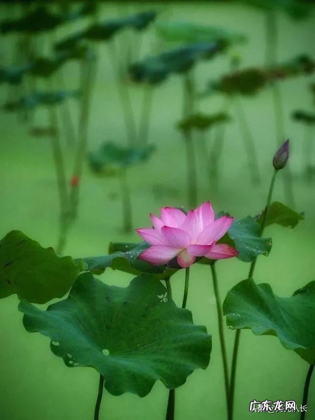 稻田可以养什么鱼 家里有块十几亩稻田想拿来养鱼,该养什么鱼比较赚钱?水田里面真的可以养鱼吗