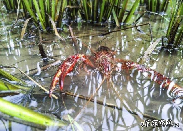 稻田可以养什么鱼 家里有块十几亩稻田想拿来养鱼,该养什么鱼比较赚钱?水田里面真的可以养鱼吗