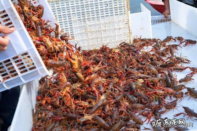 稻田可以养什么鱼 家里有块十几亩稻田想拿来养鱼,该养什么鱼比较赚钱?水田里面真的可以养鱼吗