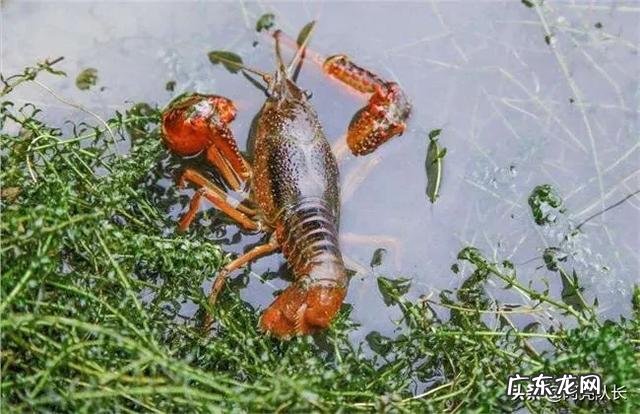 稻田可以养什么鱼 家里有块十几亩稻田想拿来养鱼,该养什么鱼比较赚钱?水田里面真的可以养鱼吗