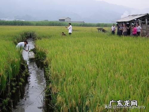 稻田可以养什么鱼 家里有块十几亩稻田想拿来养鱼,该养什么鱼比较赚钱?水田里面真的可以养鱼吗