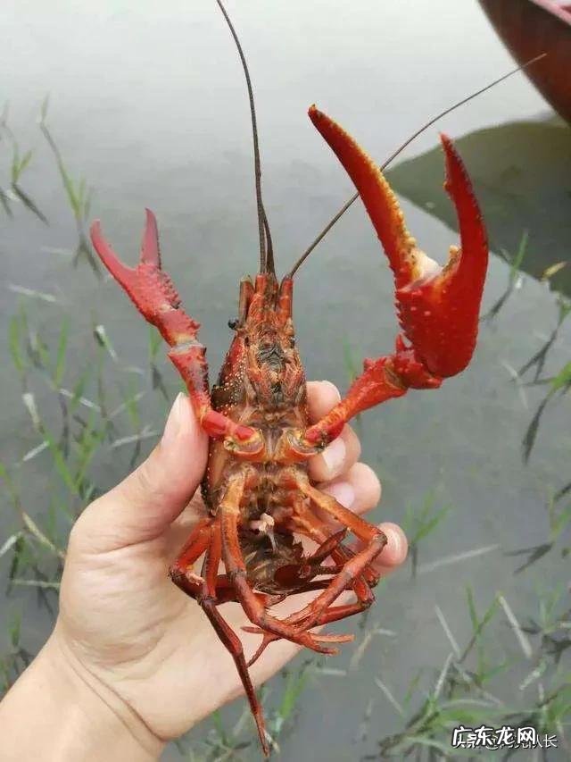 稻田可以养什么鱼 家里有块十几亩稻田想拿来养鱼,该养什么鱼比较赚钱?水田里面真的可以养鱼吗