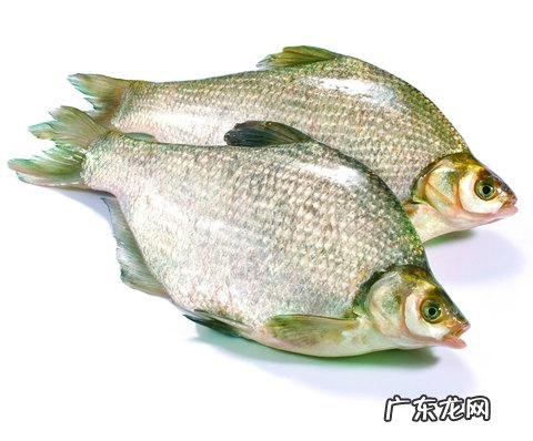 活水养鱼一平方能养多少鱼 家里有半亩鱼塘,水是流动的,养什么鱼比较好和赚钱呢?死水鱼塘适合养什么鱼