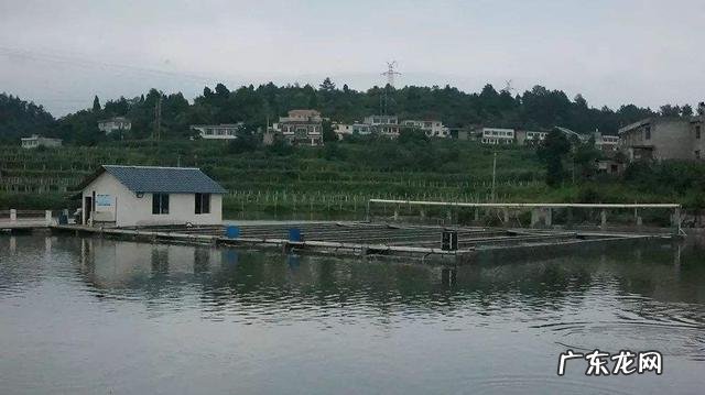 活水养鱼一平方能养多少鱼 家里有半亩鱼塘,水是流动的,养什么鱼比较好和赚钱呢?死水鱼塘适合养什么鱼