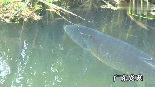 活水养鱼一平方能养多少鱼 家里有半亩鱼塘，水是流动的，养什么鱼比较好和赚钱呢？死水鱼塘适合养什么鱼