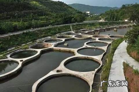 活水养鱼一平方能养多少鱼 家里有半亩鱼塘，水是流动的，养什么鱼比较好和赚钱呢？死水鱼塘适合养什么鱼