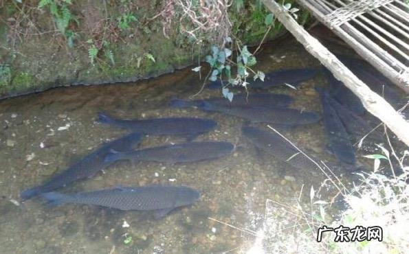 活水养鱼一平方能养多少鱼 家里有半亩鱼塘，水是流动的，养什么鱼比较好和赚钱呢？死水鱼塘适合养什么鱼