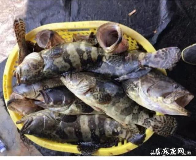 活水养鱼一平方能养多少鱼 家里有半亩鱼塘，水是流动的，养什么鱼比较好和赚钱呢？死水鱼塘适合养什么鱼