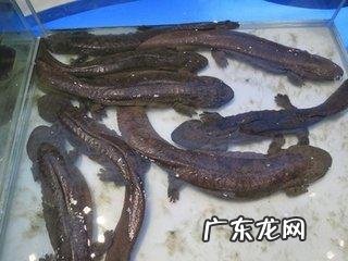 活水养鱼一平方能养多少鱼 家里有半亩鱼塘,水是流动的,养什么鱼比较好和赚钱呢?死水鱼塘适合养什么鱼