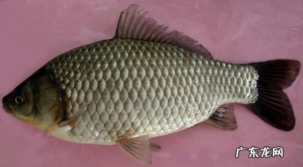 淡水养什么鱼最赚钱 想做淡水养殖,现在最赚钱的是什么鱼?养殖什么好养又赚钱投资小