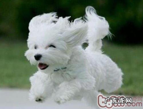 小狗都必须日常锻练