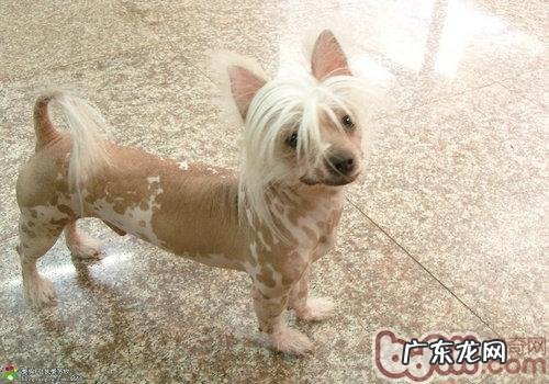 中国冠毛犬是小狗中的乡村非主流