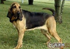 血牧羊犬这一小狗中的小贵族