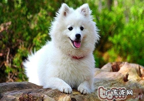 谈一谈日本狐狸犬