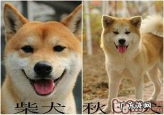 教你区别柴犬和秋田犬