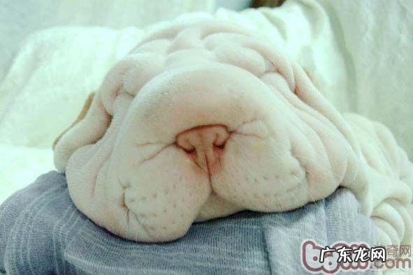 小宠物专用型干洗店泡沫塑料的优势