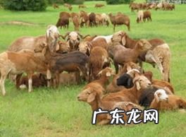 农村有哪些赚钱的项目,寻求农村致富项目?