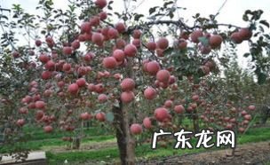 农村有哪些赚钱的项目,寻求农村致富项目?