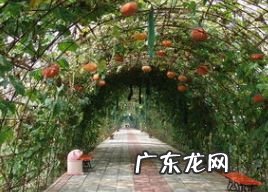 农村有哪些赚钱的项目,寻求农村致富项目?